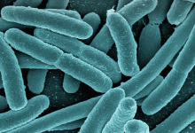 ECM FAD GRATIS Escherichia coli produttore di Shiga tossina (STEC) approccio One-Health nella gestione del rischio clinico ed epidemico